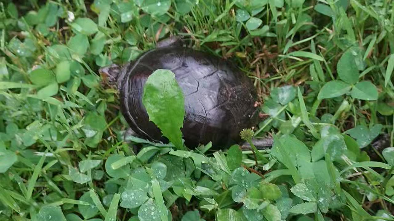Yellow-bellied Slider