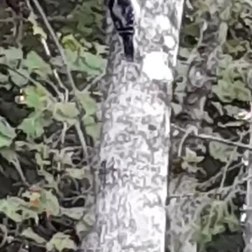 Just a little something to get started | Phone video of woodpecker