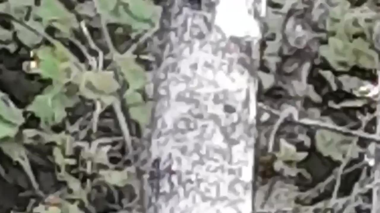 Just a little something to get started | Phone video of woodpecker