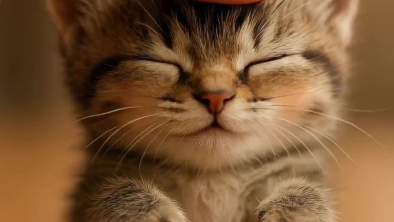 A Tiny Kitten's Playful Moment in Soft Light