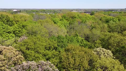 Springtime Above a Neighborhood Forest from a Drone