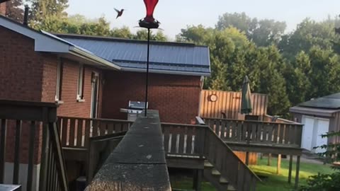 Slo-Mo Hummingbird