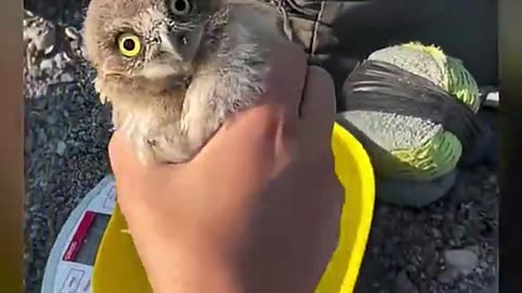 Baby Owl Has NO Survival Instincts #shorts #owl #animals #animalfunny