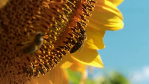 Ecological Interdependence: Bees and Flowering Plants