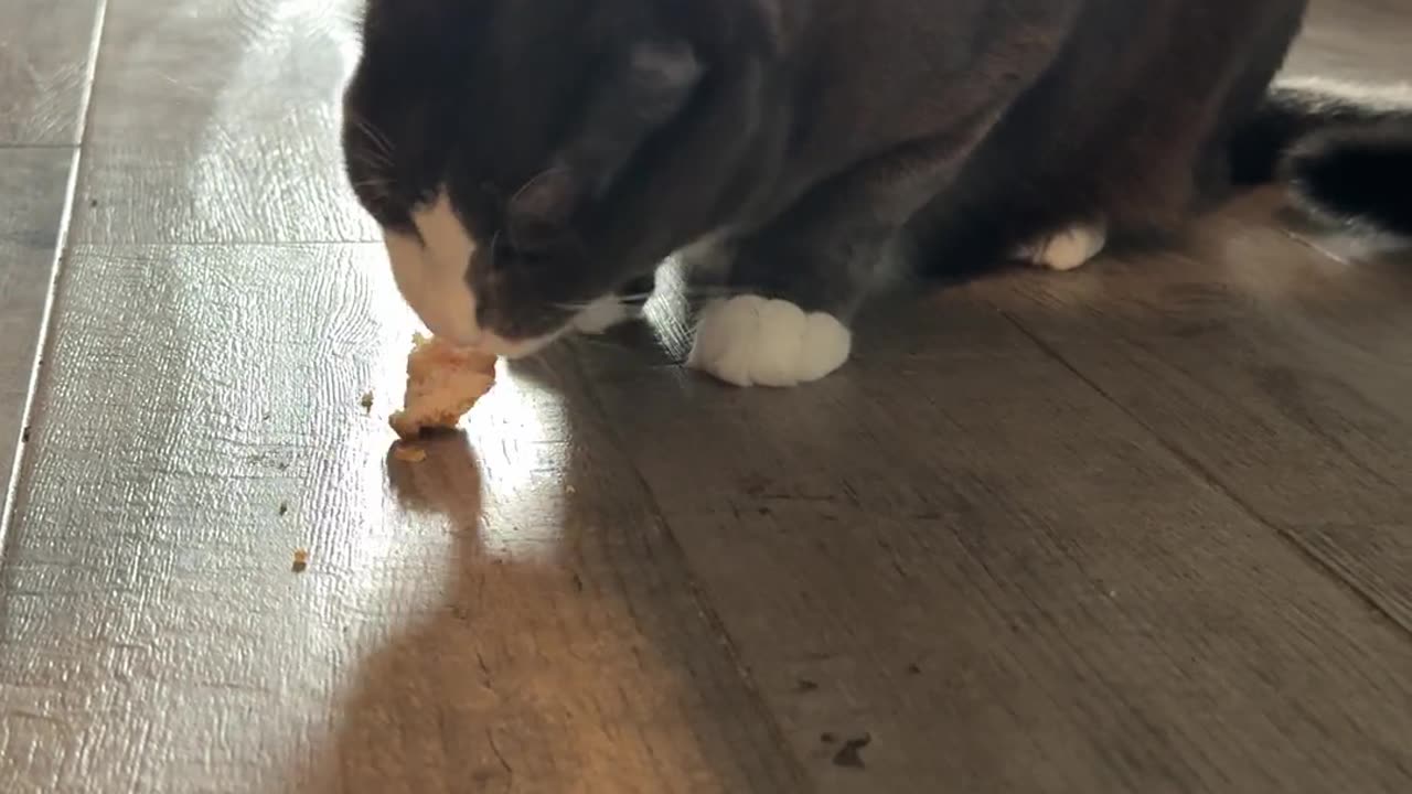 🐱😒 When I Give My Cat the Table Scraps and Not My Dog | FunFM
