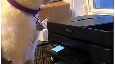Funny Animal clips