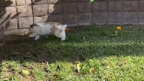 Cutest Bunny Ever – Look at Him Jump Around! 🐰💫