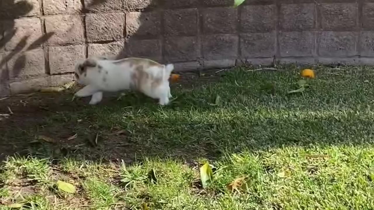 Cutest Bunny Ever – Look at Him Jump Around! 🐰💫
