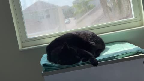 Cute Precious Piper Suddenly Flexes Her Paw While Sleeping - Adopting a Cat from a Shelter Vlog