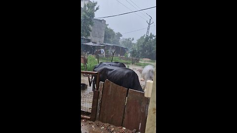 Buffalos Enjoying The Rain 🌧️ | Rain Season In India