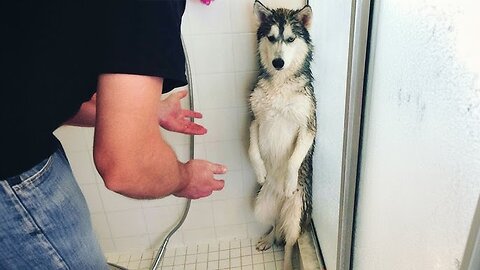 DOGS Freak Out When They Realize Water Isn't Fun!🚿🐶