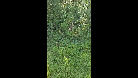 Thumper and Bambi