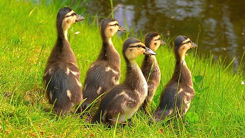 First Mallard Duck Ducklings of the Year