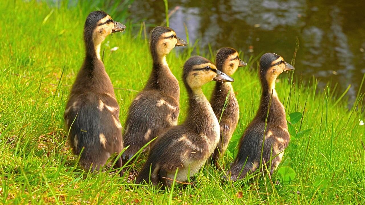 First Mallard Duck Ducklings of the Year