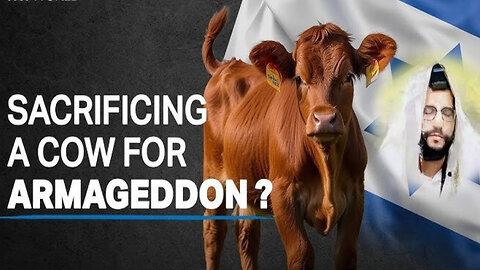 Sacrificing a Cow For Armageddon - The Yanuka Rav Shlomo Yehuda Israel Messiah CONNECTION