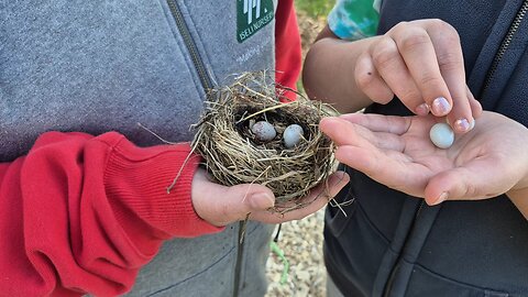 Abandoned bird's nest