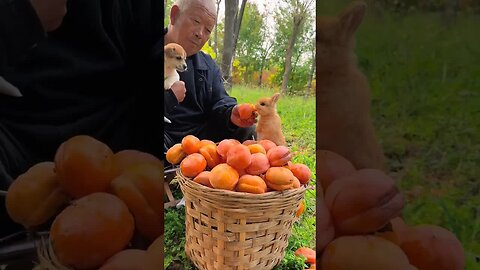 The little rabbit eats persimmons and makes the dog cry. Cute pet debut plan. Rabbit. Rural cute