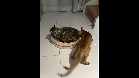 Playing cats