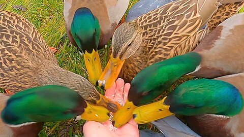 Maybe the Last 7 Headed Hydra. Grown-up Mallard Duck Ducklings