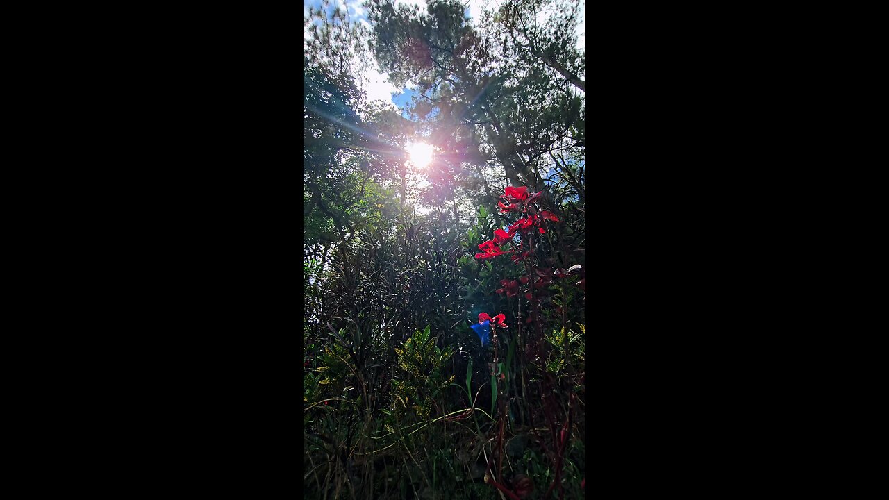 Beautiful Nature 🍃✨️