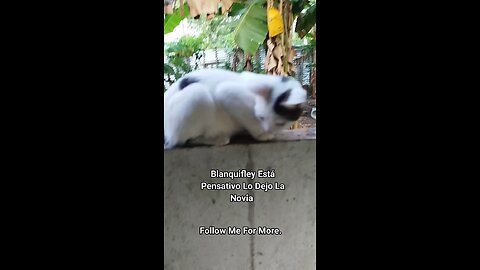 Blanquifley Lo Dejó La Novia / Blanquifley Got Left By His Girlfriend🐈‍⬛😂