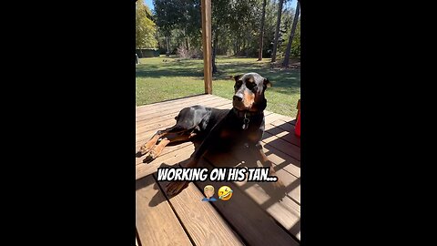 Doberman Sun-Soaked Serenity ☀️🐾 | Peaceful Porch Vibes with Vader