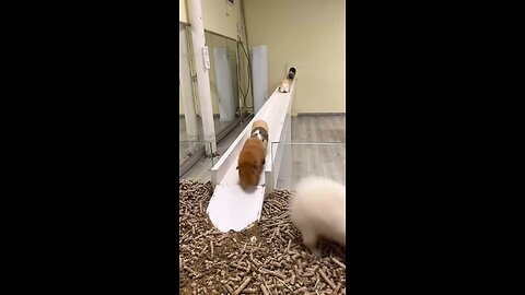 Guinea pig assembly line 😂