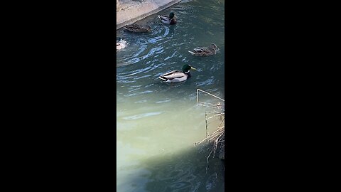 Mallard Ducks 🦆 swimming #mallardducks #swimming #shorts #viral #trending #followme #ducks #duck
