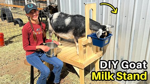 DIY Goat Milking Stand - Simple and Easy