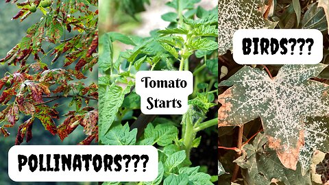 The Current State of Nature Here + Tomato Starting AWESOMENESS