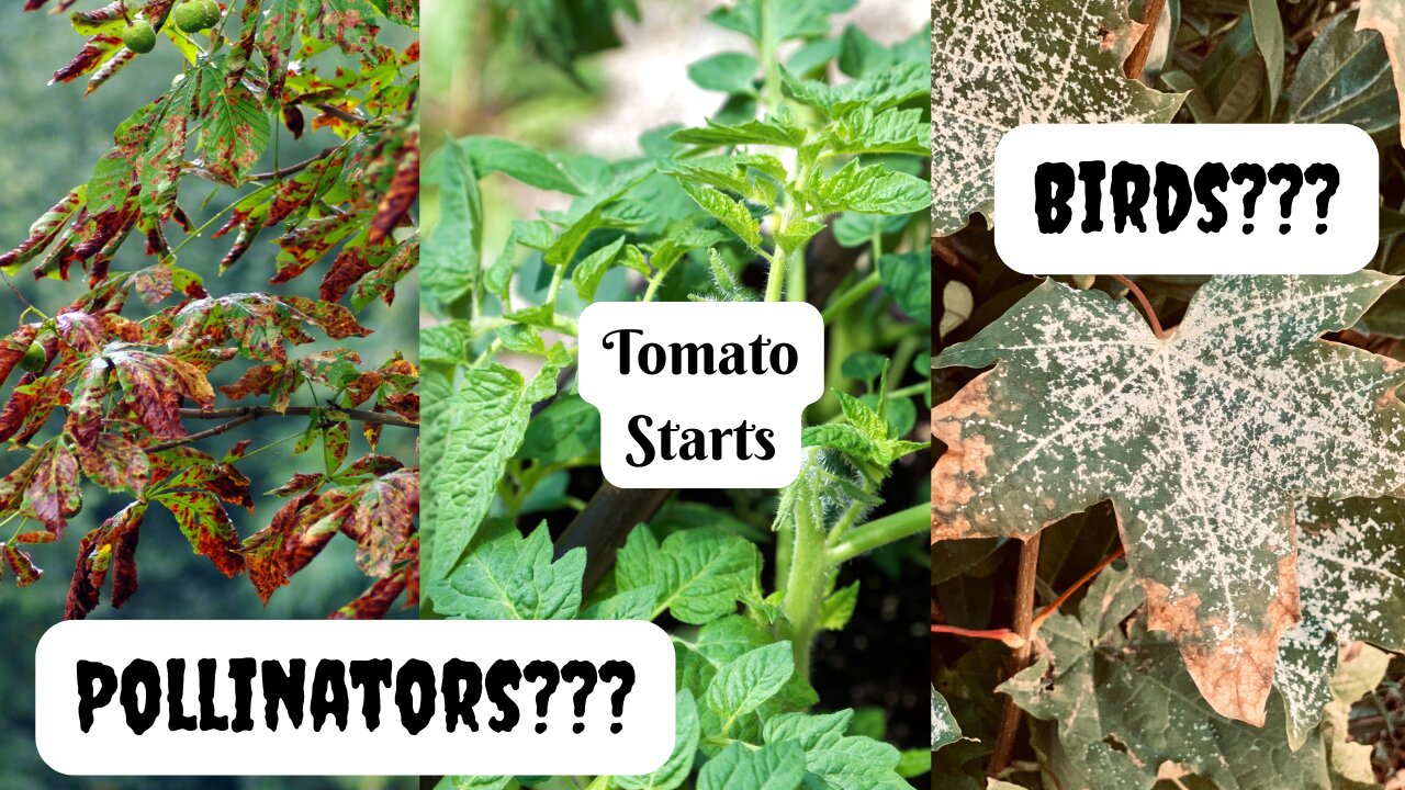 The Current State of Nature Here + Tomato Starting AWESOMENESS