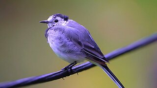 White Wagtail Balancing on a Rope