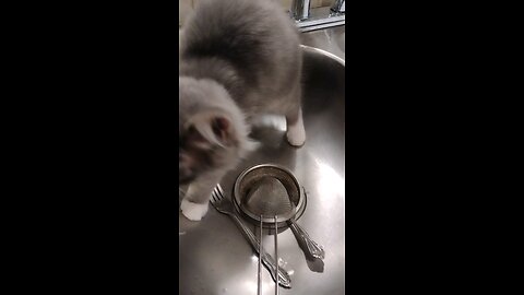 I'm sorry Mummy, just trying to help with the dishes