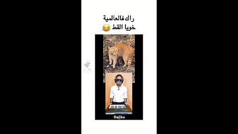 lil cat now song