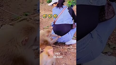 Why Are Animals Like This 🤣😂