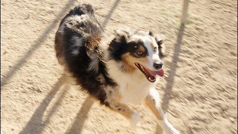 Jack ... Who let the dog out?? Find out here. It can happen to you!