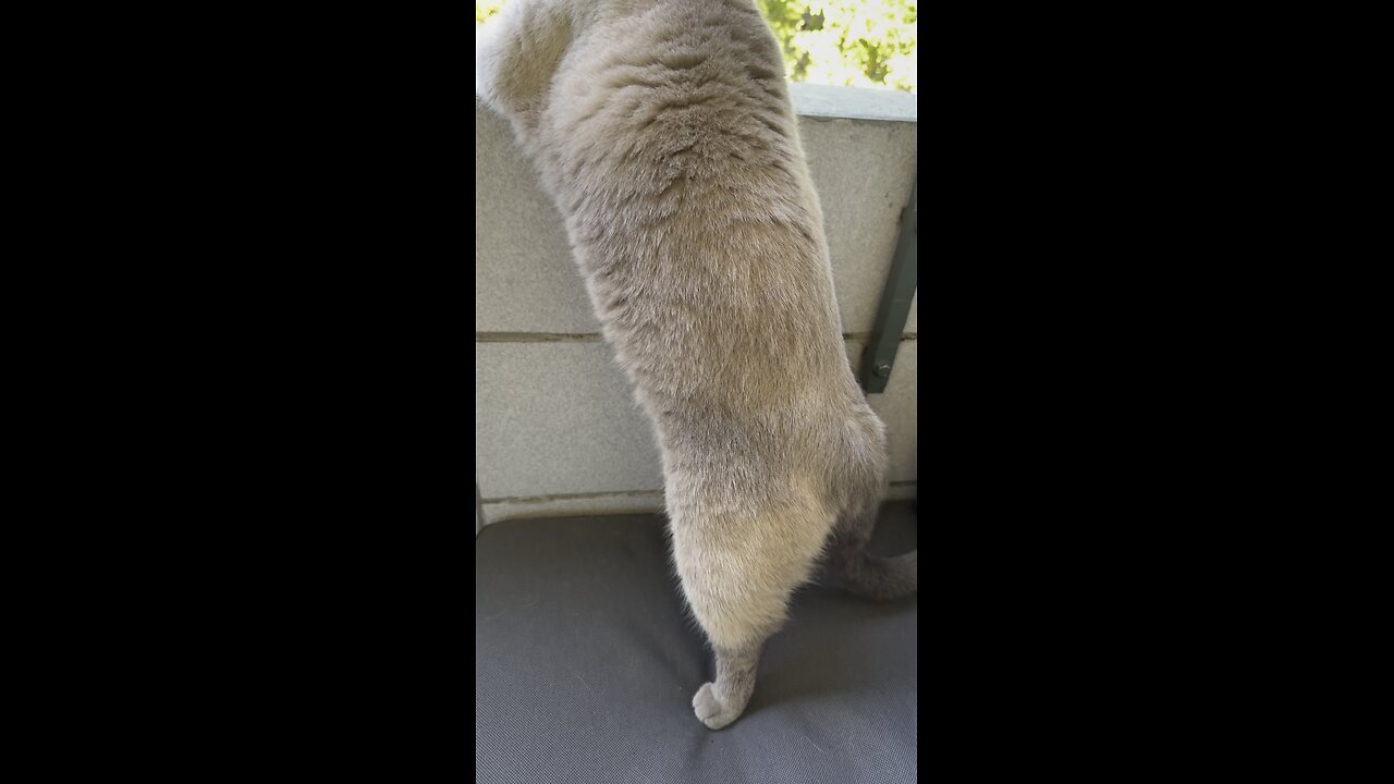 My Cute Crazy Cat