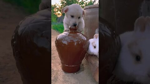 Rabbits and dogs are good friends. Cute little rabbits in the countryside.