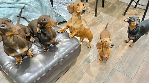 One Hour and a Half Enjoyable Sausage dogs puppies Video compilation Funny Playful Cute video