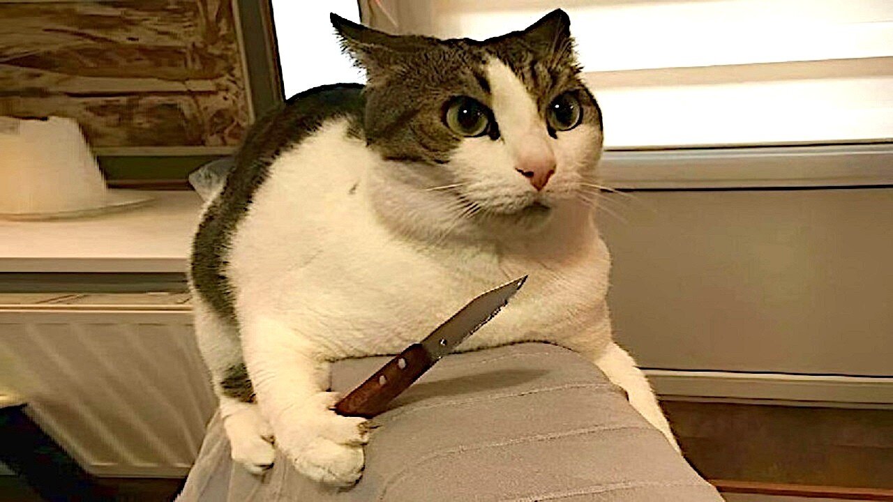 Funny cat videos