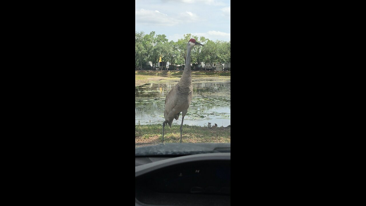 There's a dinosaur out my car
