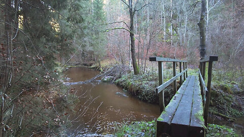 Along The River - Walk with River Sounds in the Forest ASMR
