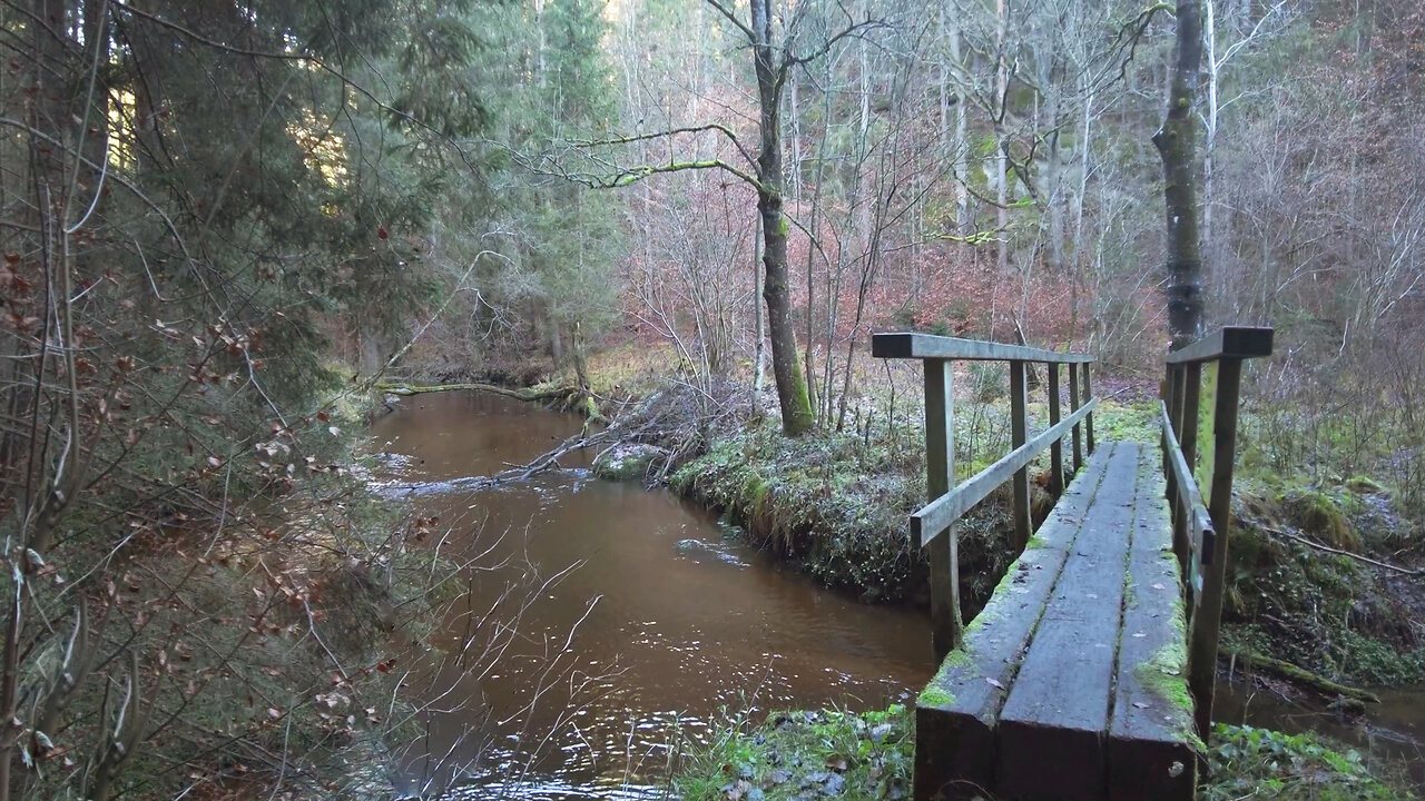 Along The River - Walk with River Sounds in the Forest ASMR