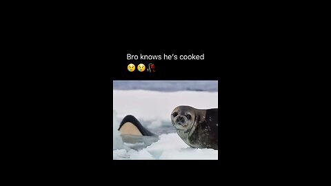 this is actually heartbreaking 💔 😣 #reels #nature #viral #orcas #seal #sad