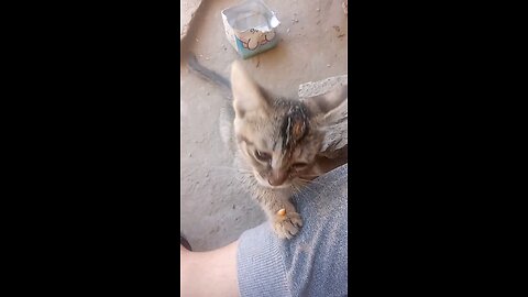 "My Sweet Cat Loves Eating from My Hand 🐾 | Daily Dose of Cuteness 😻"