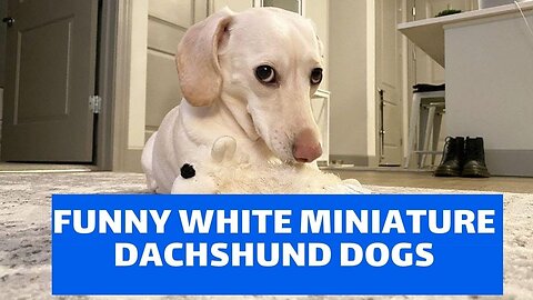 Miniature Dachshund Dogs Funny Instagram Videos | Try not to laugh cute Dogs Videos Compilation