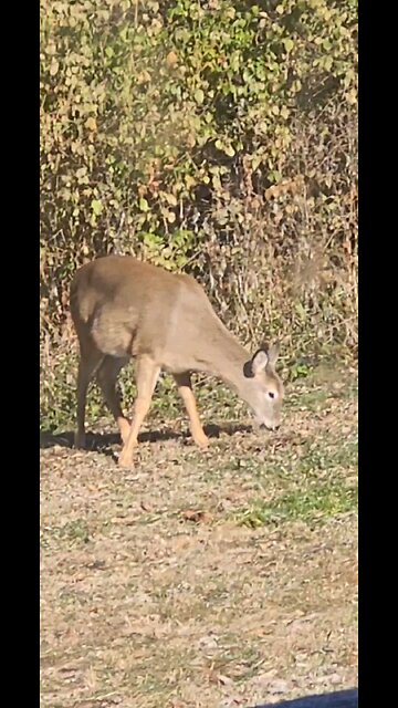 Deer Video Taken Today 12 14 2025 From Our Back Porch Temp 9 Degrees 5 Below Zero Windchill