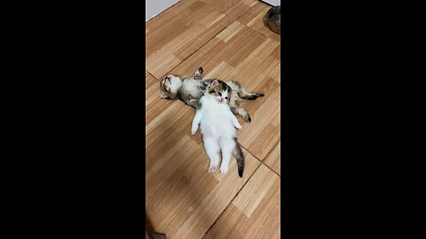 so cute little cat