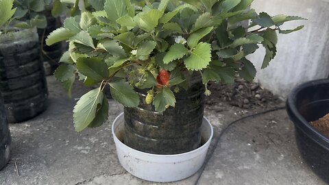 Strawberry in Dasmariñas Cavite