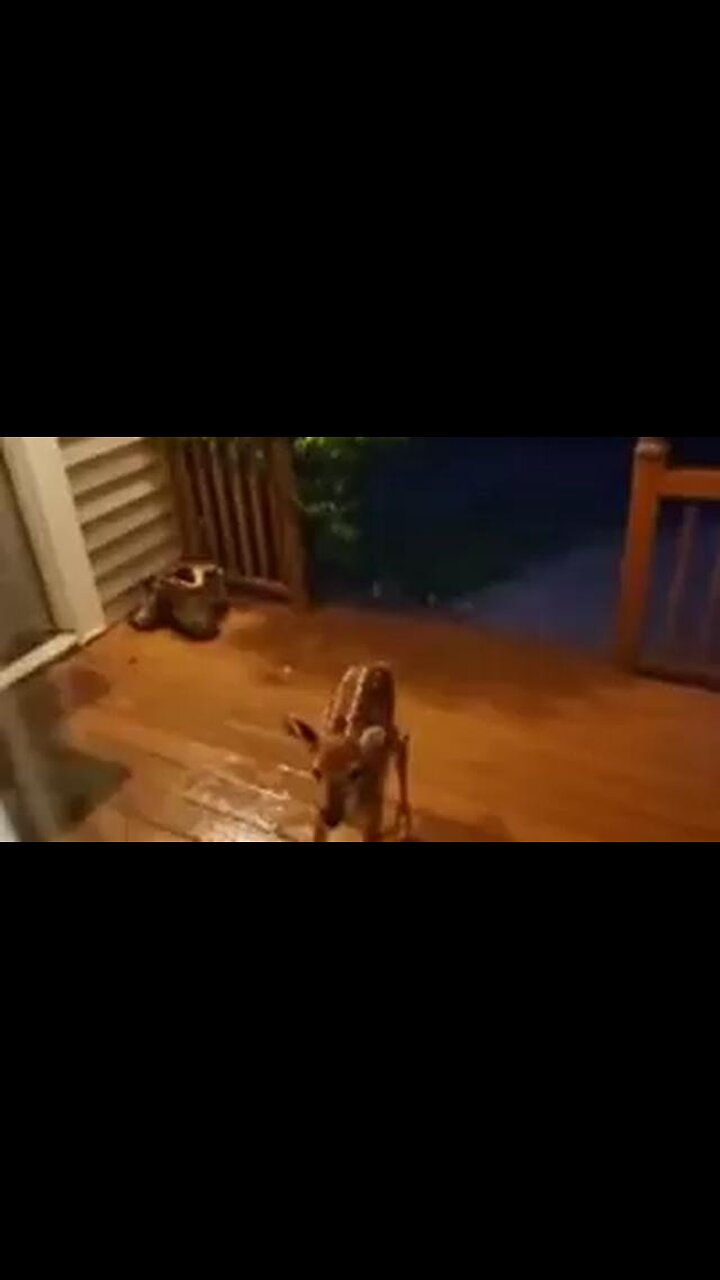 💖Share it Love wins. Blessings to all. Animals Trump War Palantir Thiel Israel Russia Putin China